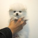 헤이독(HEY-DOG) 이미지