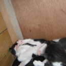 고양이동산 이미지