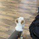 개 친절 펫택시 네이버블로그