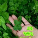 행운
