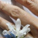 아람꽃방