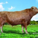 충청남도축산기술연구소 이미지