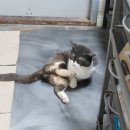 맥스동물병원 이미지