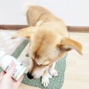 다온목장 이미지