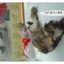 행복튼튼동물병원 이미지