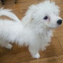 샤워하개 | 안산애견미용 비숑프리제 미용 뽀숑이 고잔동 샤워하개 예약