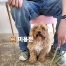 화양견화 이미지