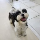 강아지 미용실 이미지