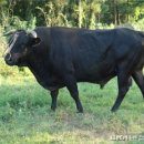 제주 흑우 이미지