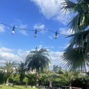 팜트리 빌리지 이미지