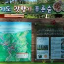 잣나무숲 이미지