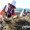 경남인삼 이미지