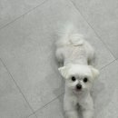 이뻐질개 애견미용실 이미지