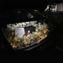 명곡동216 | 749 :: 봉봉 창원 트렁크프로포즈 :: 창원 프로포즈 이벤트 신월동 꽃집 봉봉플라워