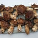 송이네농원