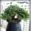 칠복농장 이미지