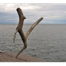 뽑고뽑고 이미지