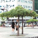 나무그늘 이미지