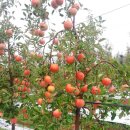 화강펜션 이미지