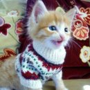 이쁜냥이 이미지