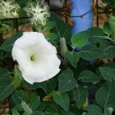 털독말풀 Datura innoxia Mill. 이미지