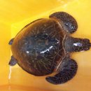 푸른바다 이미지