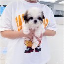 강아지분양 애견입양 아이러브독 포항점 | 입양 후 마음이 달라진 이유, 강아지분양 애견입양 아이러브독 광주점