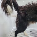 멍뭉워시 네이버블로그