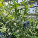 내리2리 농장 이미지