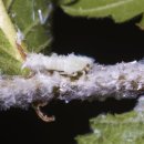 미국선녀벌레의 진단과 방제, Metacalfa pruinosa, citrus flatid planthopper 이미지