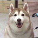 돼지PC방 이미지