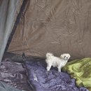 캠프 뽀미에 이미지