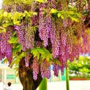 화정남초등학교 이미지