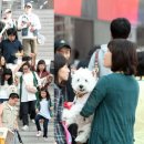 테마 애견 이미지