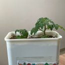 🍅D+39) 다이소 쓰레기통으로 분갈이(Feat. 방울토마토 분갈이 3회차 ...) 탐사혼합배양토 후기