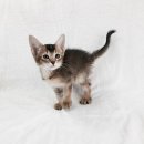 호야펫 구리점 | [오렌지캣 겸둥이 냥이들이 분양완료 된 후...] 1탄