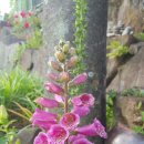 해돋이 펜션 이미지