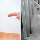 냥이시대