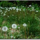 광원리 월둔교 이미지