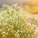 여름꽃농장 이미지