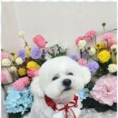 강아지 미용실 이미지