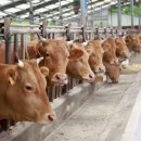 하향농장 | 유가 폭등과 사료값 압박에 따른 대응 방안? 이익을 사수할 생존 체크리스트!