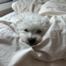 댕댕살롱앤스파 이미지