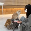 따뜻한엄마고양이협회 | 루원시티 고양이카페 캣플헤븐 딸이랑 함께 방문해 본 후기