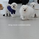 에브리댕 이미지