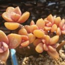 프롬 유니 이미지