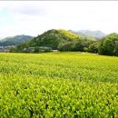 고운풍경민박 이미지