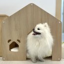 댕편한세상 이미지