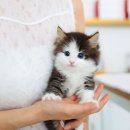 발안서비스주 | 향남고양이분양 신입 냥이 노르웨이 숲 남아 "티거" 소개해요