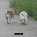 재롱이네 이미지